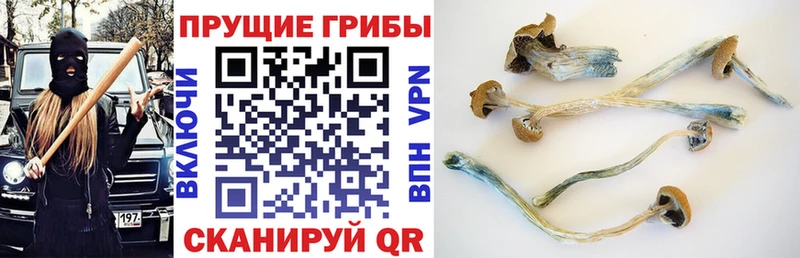 Галлюциногенные грибы мицелий  купить  сайты  Каргополь 